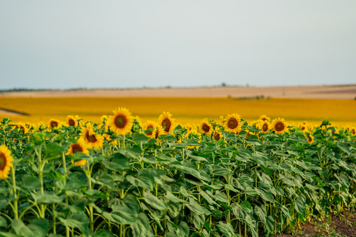 Фотосесия на бременна - Люси и Делян 1
