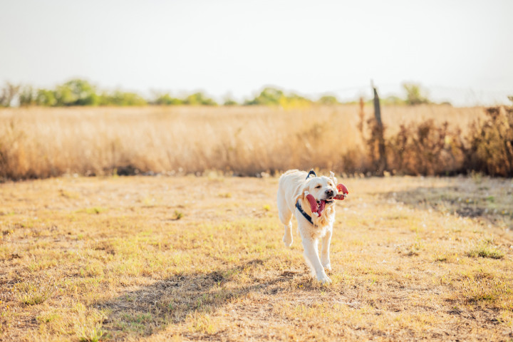 Фотосесия с домашен  любимец - Втори рожден ден на Оби 1