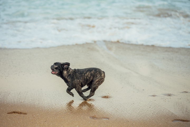 Семейни фотосесии - Алиса, Матей, Ричи, мама и тати 1
