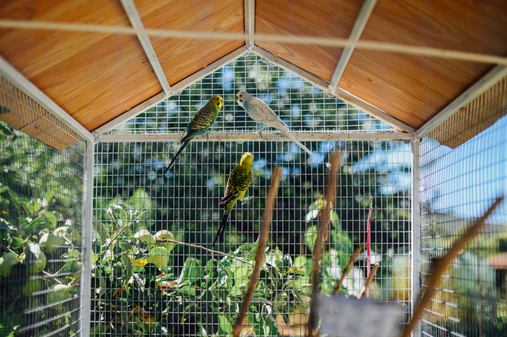 Цели сватби - Мария и Иван 1