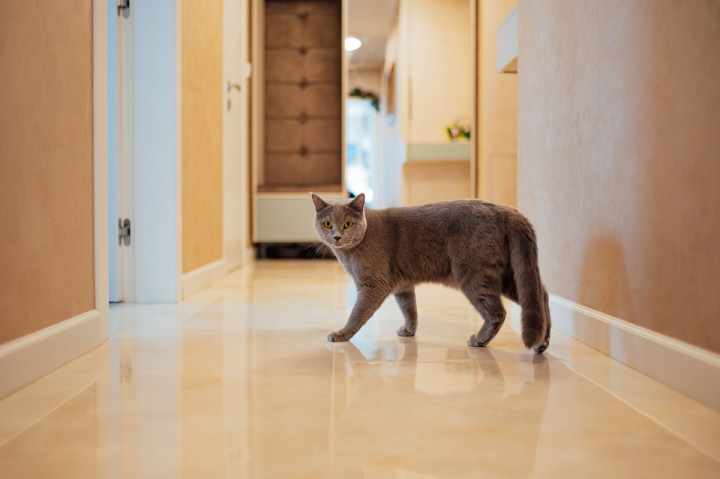 Фотосесия на бременна - Боряна, Иван и Мъфин 1