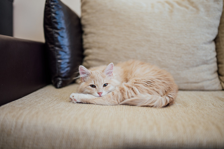 Цели сватби - Бети и Сашо 1