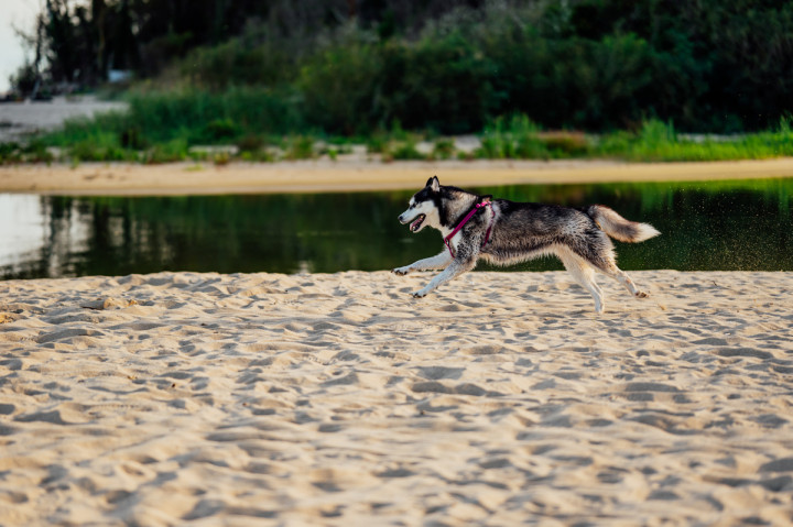 Следсватбени фотосесии - Алекс и Емо 4