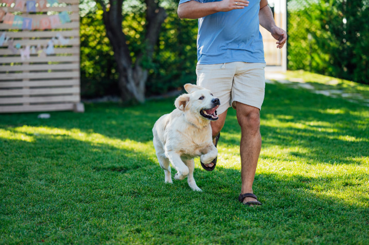 Фотосесия с домашен  любимец - Dog's birthday 4