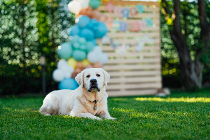 Фотосесия с домашен  любимец - Dog's birthday 5