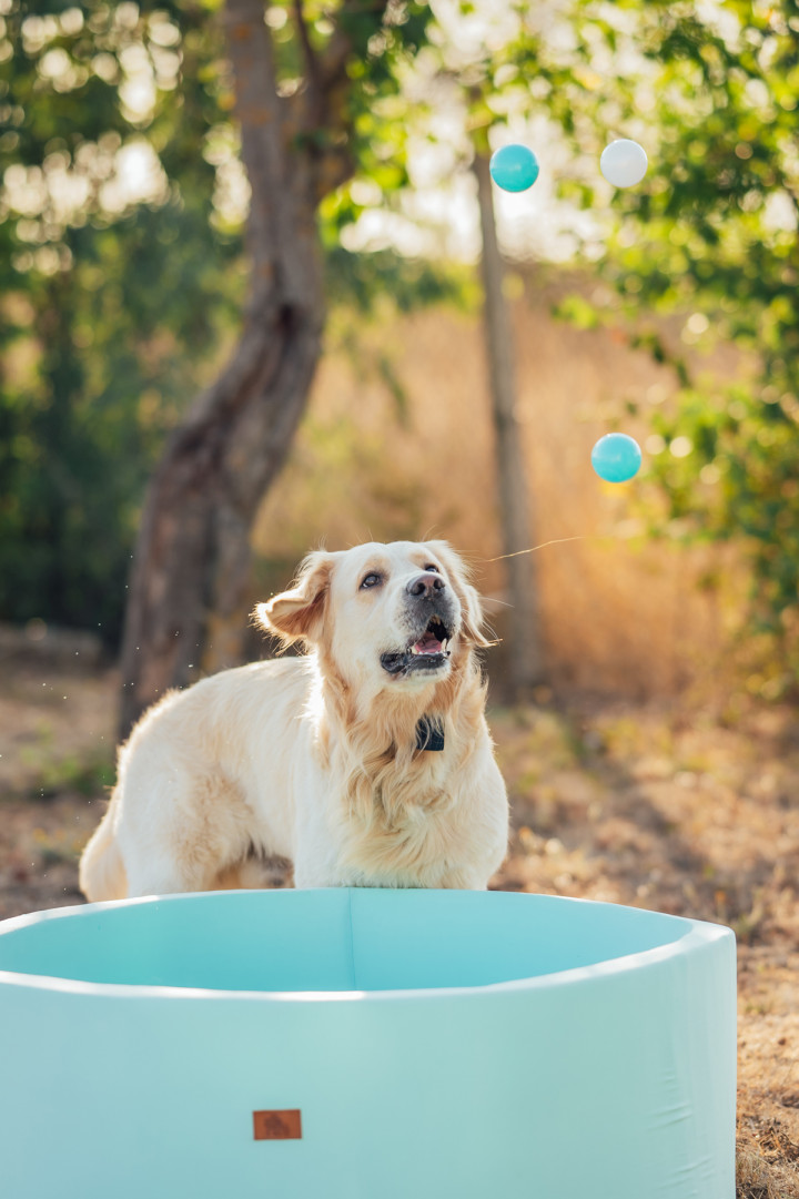 Фотосесия с домашен  любимец - Втори рожден ден на Оби 3