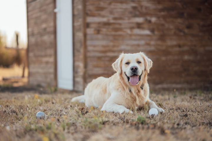 Фотосесия с домашен  любимец - Втори рожден ден на Оби 4