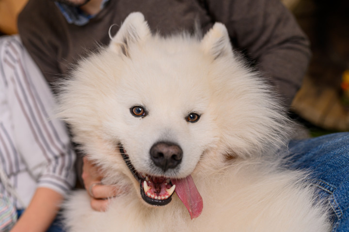 Пролетно-Великденски фотосесии - Коко и Маркъс 6