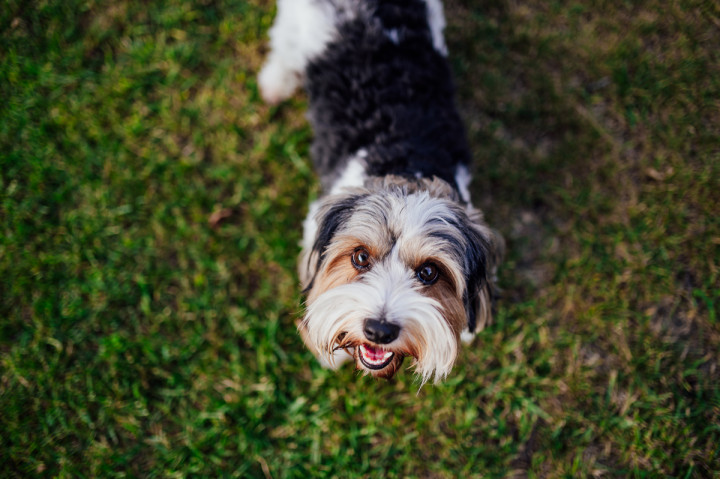 Семейни фотосесии - Фамилна фотосесия в двора 7