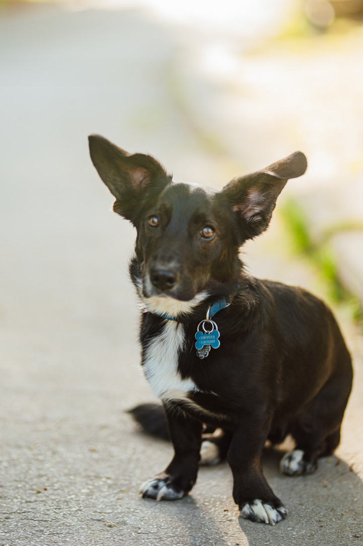 Фотосесия на бременна - Елена, Филип и Роки 2