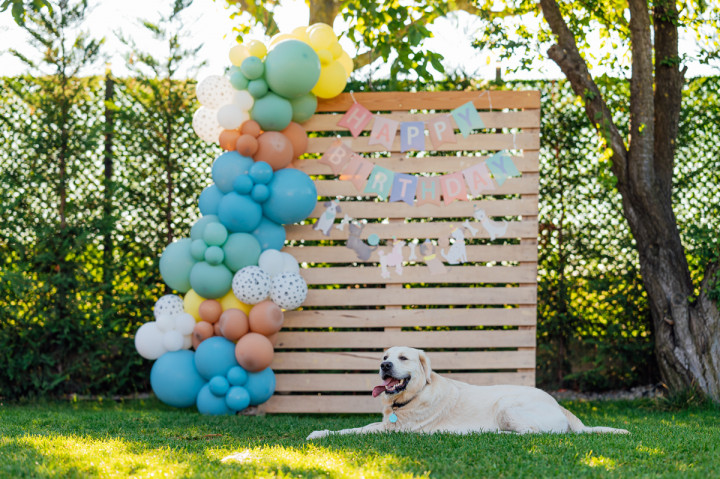 Фотосесия с домашен  любимец - Dog's birthday 8