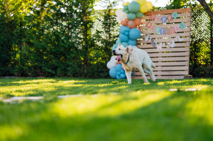 Фотосесия с домашен  любимец - Dog's birthday 9