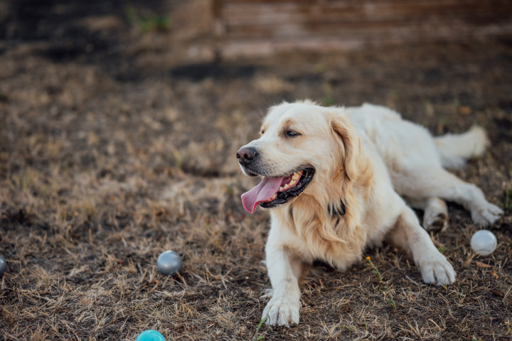 Фотосесия с домашен  любимец - Втори рожден ден на Оби 5