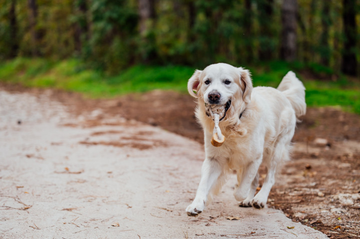 Фотосесия с домашен  любимец - Дани, Арън и мама 9