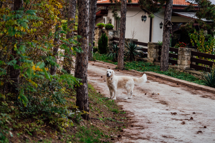 Фотосесия с домашен  любимец - Дани, Арън и мама 10