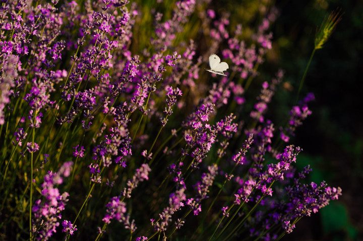 Детски фотосесии - Явор сред поля 4
