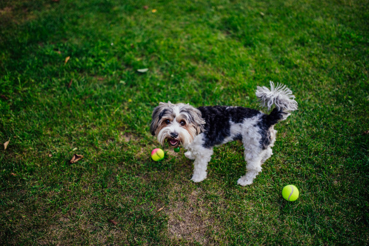 Семейни фотосесии - Фамилна фотосесия в двора 8