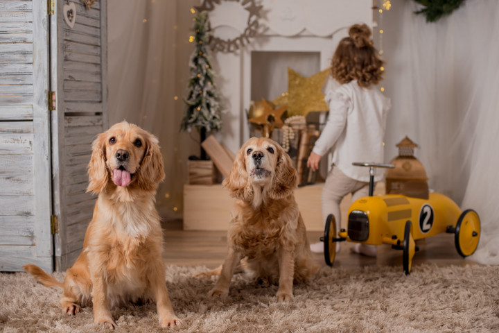 Коледни фотосесии  - Габи, Джеси и Айра 10