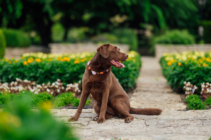 Следсватбени фотосесии - Мариана и Кирил 8