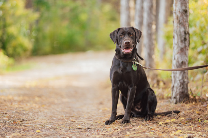 Предсватбени фотосесии - Радост, Сашо и Роби 7