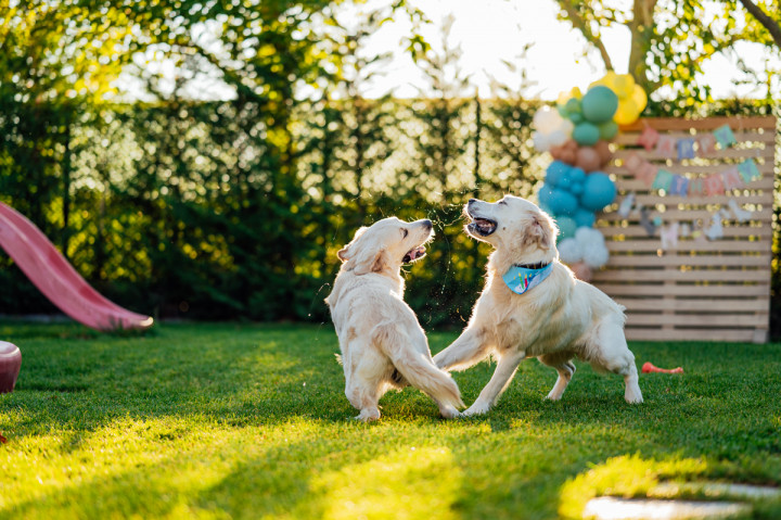 Фотосесия с домашен любимец - Dog's birthday