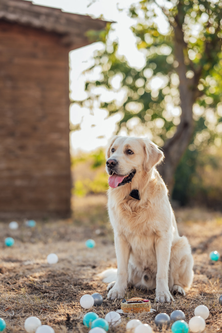 Фотосесия с домашен  любимец - Втори рожден ден на Оби 7