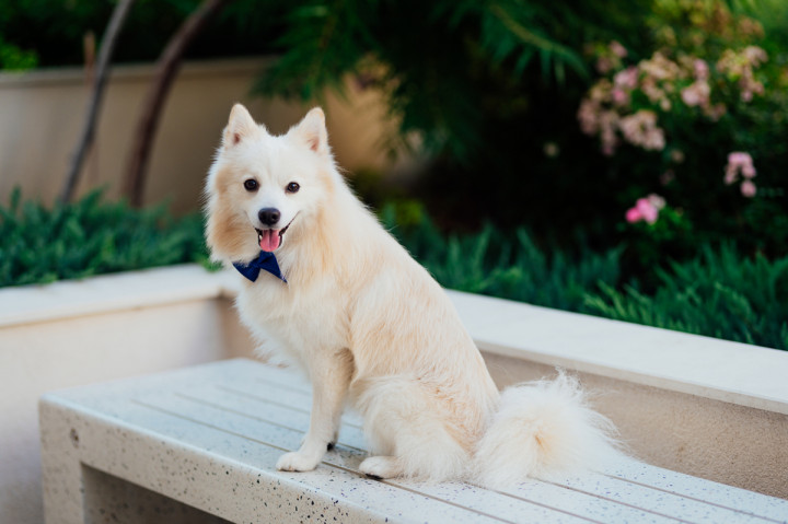 Следсватбени фотосесии - Иван и Фили 9