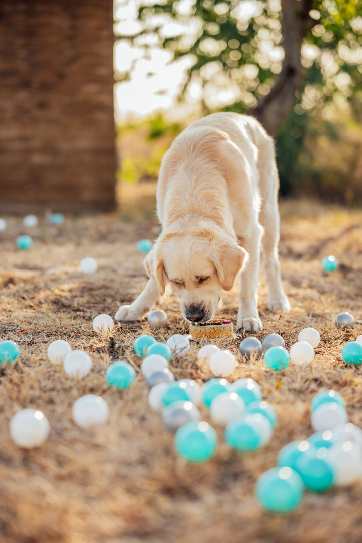 Фотосесия с домашен  любимец - Втори рожден ден на Оби 8