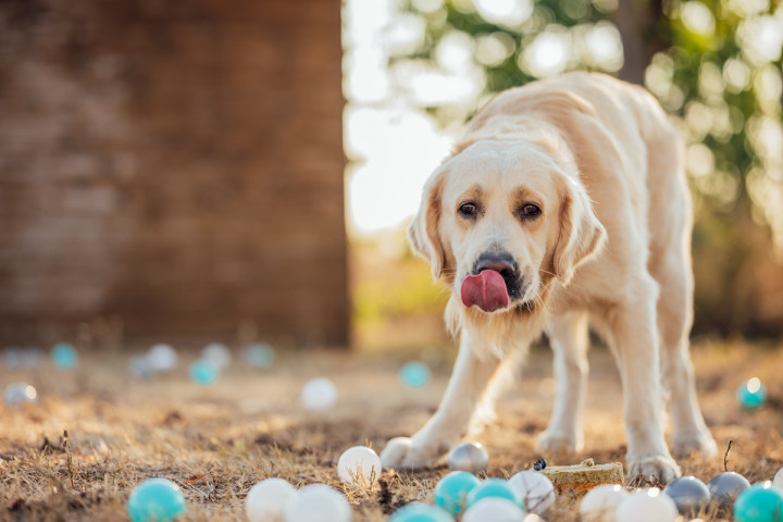 Фотосесия с домашен  любимец - Втори рожден ден на Оби 9