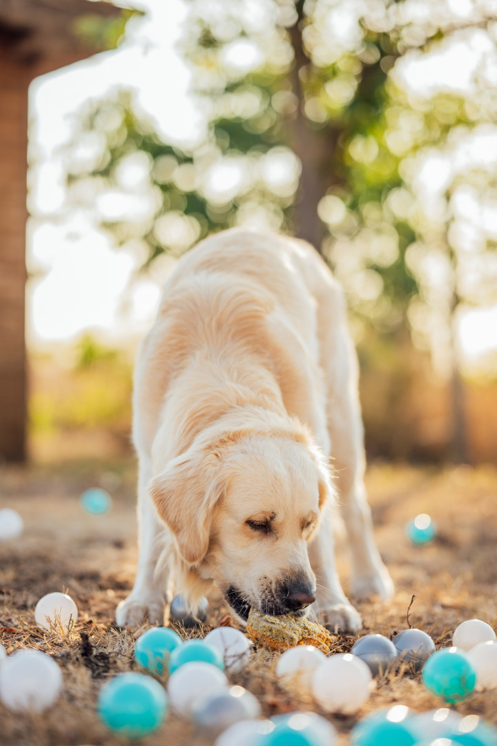 Фотосесия с домашен  любимец - Втори рожден ден на Оби 10