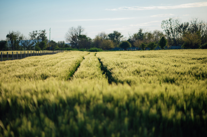 Цели сватби - Мария и Петър 1