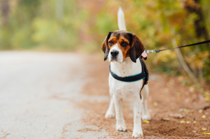 Семейни фотосесии - Васко, Бари, мама и татко 6