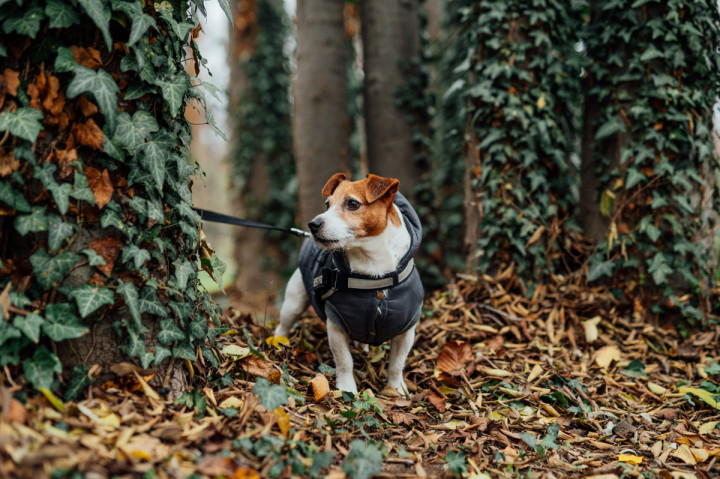 Семейни фотосесии - Семейна фотосесия навън 9