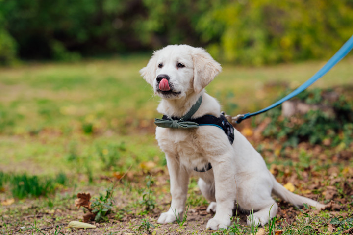 Фотосесия с домашен  любимец - Плами, Краси, Вики и Оби 3