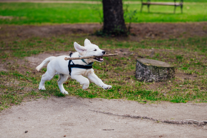 Фотосесия с домашен  любимец - Плами, Краси, Вики и Оби 5