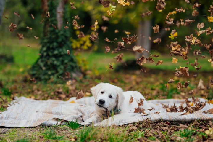 Фотосесия с домашен  любимец - Плами, Краси, Вики и Оби 10