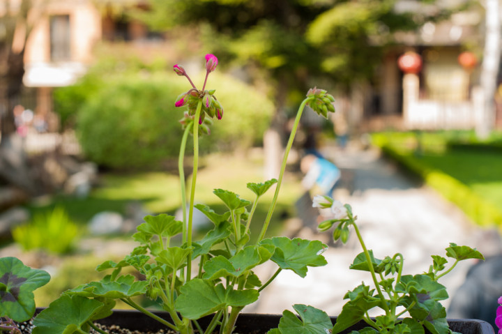 Кръщенета - Кръщене на Стефания 1