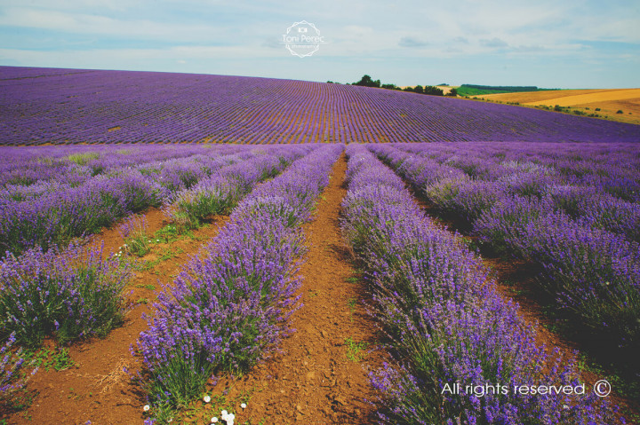 Бизнес - Into the Lavender 1