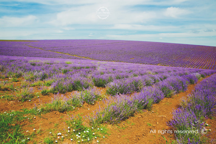 Бизнес - Into the Lavender 2
