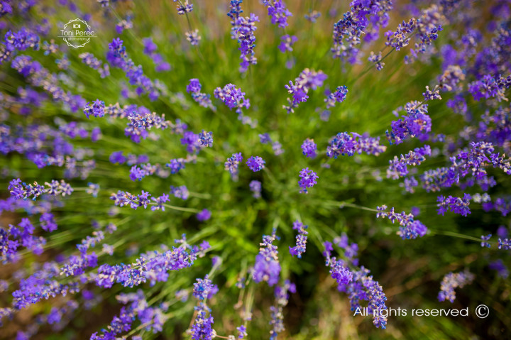 Бизнес - Into the Lavender 4
