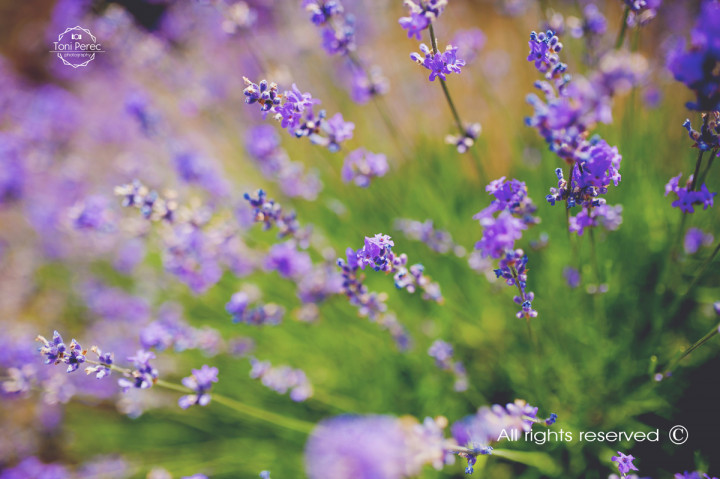 Бизнес - Into the Lavender 5