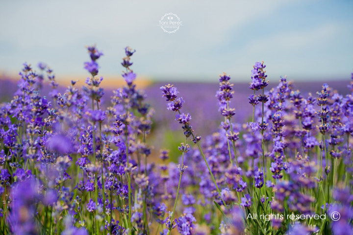 Бизнес - Into the Lavender 6