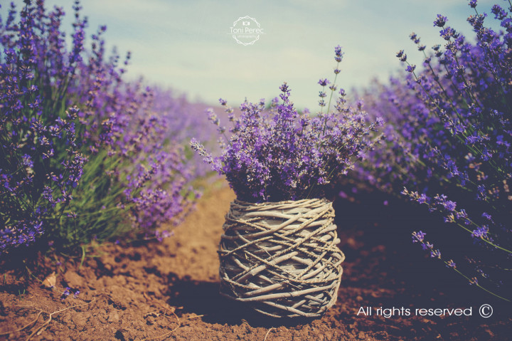 Бизнес - Into the Lavender 7