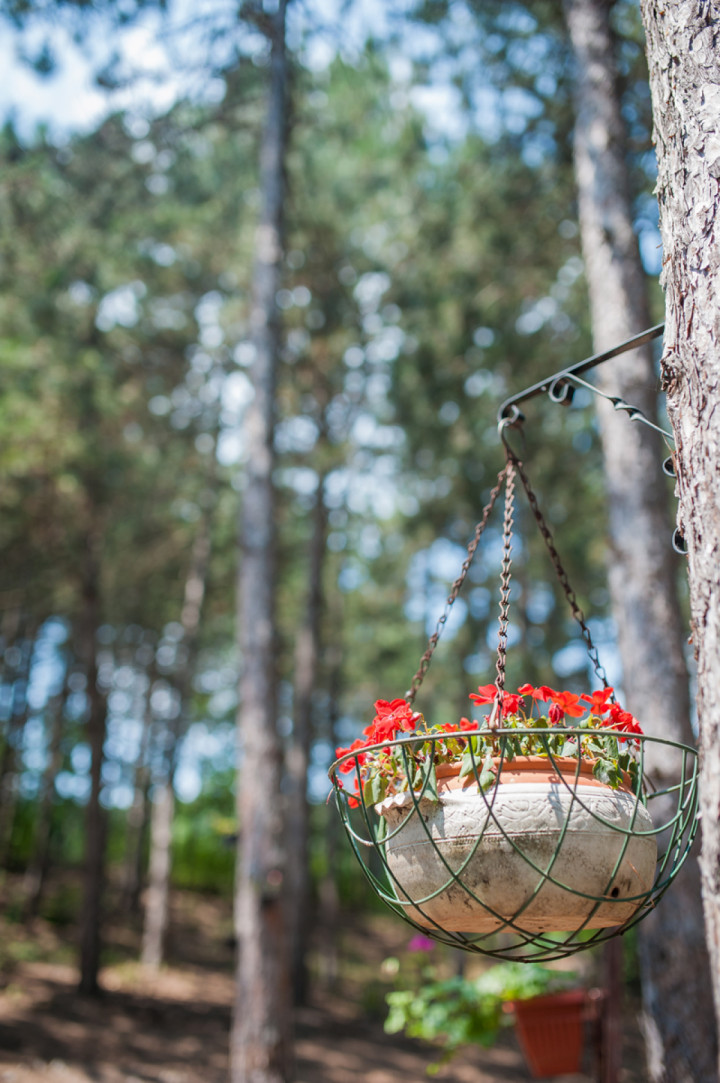 Бизнес - Forest Food House 5