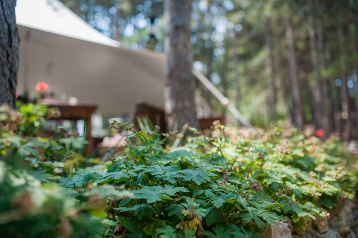 Бизнес - Forest Food House 6