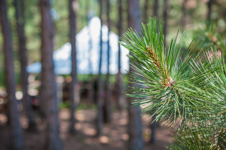 Бизнес - Forest Food House 10