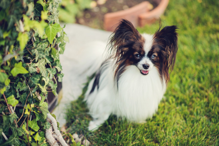 Цели сватби - Милица и Георги 1