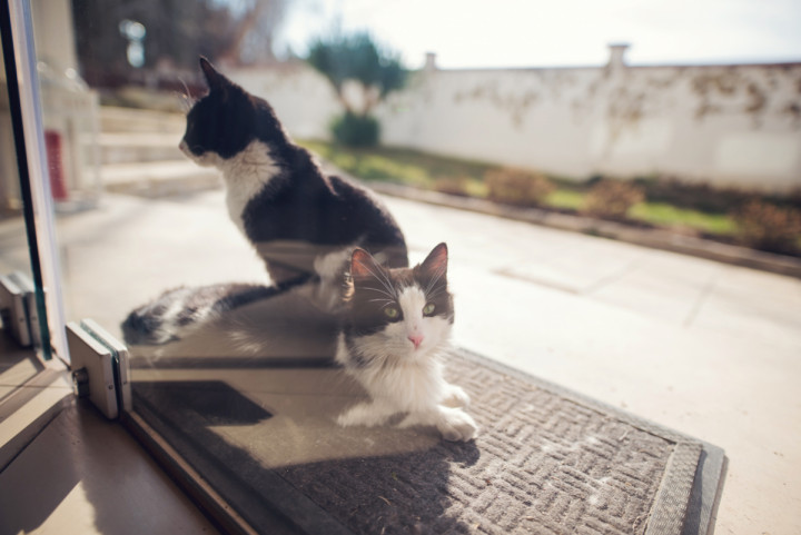 Бизнес - Felista 1