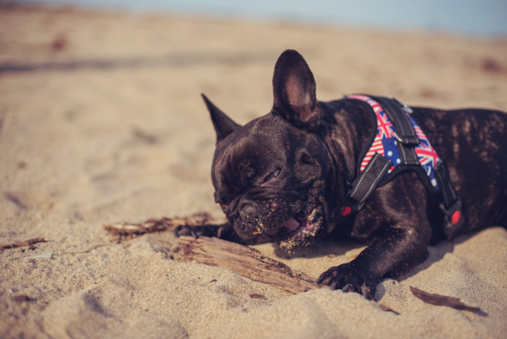 Предсватбени фотосесии - Ники и Веско 5